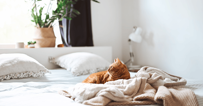 Kissa mukavasti sängyllä lämpimässä