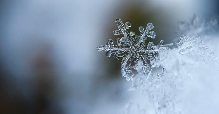 jääkide pakkasessa